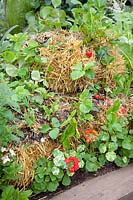 Strawberries growing in straw bales, Fragaria 