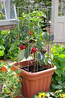 Peppers in pot, Capsicum annuum Cardinal 