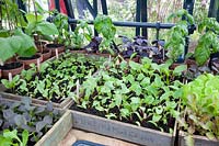 Seedlings of Herbs and Beetroot, Beta vulgaris, Seedlings of Herbs and Beetroot, Beta vulgaris 
