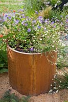 Plant container made of Corten steel, Geranium Rozanne, Erigeron karvinskianus 
