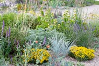 Bed in the gravel garden, Santolina, Artemisia Powis Castle, Nepeta tuberosa, Phlomis russeliana, Elymus magellanicus 