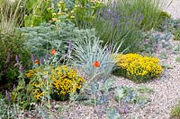Gravel garden, Santolina, Artemisia Powis Castle, Nepeta tuberosa, Phlomis russeliana, Elymus magellanicus 