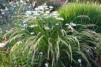 Silvergrass and daisies, Stipa calamgrostis 
