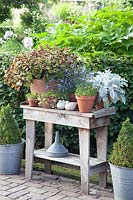 Potted plants on a rustic table 