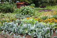 Kitchen garden with savoy cabbage, cut cabbage and white cabbage 