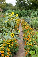 Vegetable garden with vegetables and marigolds 