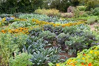 Vegetable garden with Brussels sprouts and palm cabbage, Brassica oleracea Rubine, Brassica oleracea Nero di Toscana 