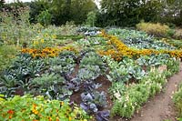 Vegetable garden with Brussels sprouts and palm cabbage, Brassica oleracea Rubine, Brassica oleracea Nero di Toscana 