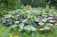 Zucchini and pumpkins growing on a compost heap 