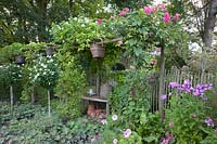 Rustic wooden pergola with roses, Rosa Guirlande d'Amour, Rosa Pink Perpetue 