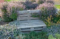 Pallet bench in the herb garden, Thymus citriodorus variegata Mystic Lemon, Ocimum x hybrida Magic Blue, Salvia officinalis Purpurascens Purple Mantle 