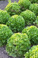 Oak leaf lettuce, Lactuca sativa Pleasance 