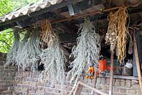 Drying onions and herbs 