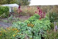Vegetable garden in autumn with kale and Brussels sprouts 
