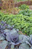 Vegetable garden with cabbage in October 