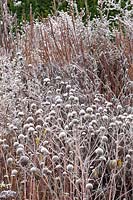 Seed heads of the Indian nettle in frost, Monarda fistulosa 