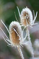 Seed heads of wild teasel in frost, Dipsacus sylvestris 