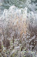 Chinese silver grass in frost, Miscanthus sinensis 