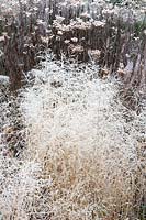 Frost-covered hairgrass, Deschampsia cespitosa 