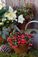 Christmas Rose and Checkerberry in Pots, Helleborus niger, Gaultheria procumbens, Christmas Rose and Checkerberry in Pots, Helleborus niger, Gaultheria procumbens 