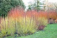 Bed in winter with willows and dogwood, Salix alba, Cornus sericea White Gold 