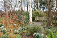 Woodland garden in February, Daphne bholua, Galanthus, Cornus sanguinea Midwinter Fire 