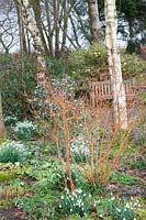 Woodland garden in February, Galanthus, Cornus sanguinea Midwinter Fire 