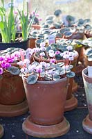 Cyclamen collection in pots in the greenhouse, Cyclamen coum 