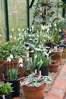 Collection of Cyclamen and Galanthus in pots in the greenhouse 