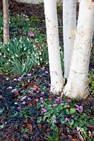 Snowdrops and winter cyclamen under a birch, Galanthus, Cyclamen coum 