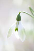 Snowdrop, Galanthus Cowhouse Green 