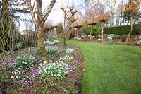 Willows underplanted with snowdrops and winter cyclamen, Salix alba var.vitellina Britzensis, Galanthus, Cyclamen coum 