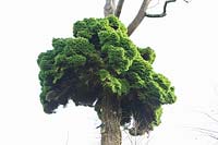 Witches' broom on a Douglas fir, Pseudotsuga menziesii 