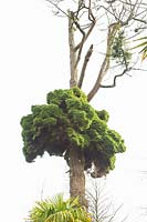 Witches' broom on a Douglas fir, Pseudotsuga menziesii 