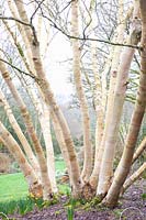 Golden birch, Betula ermanii Grayswood Hill 