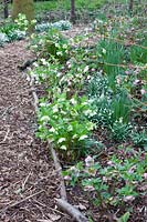 Snowdrops and Lenten roses under trees 