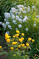 Bluebell bush and globeflowers, Amsonia, Trollius 