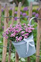 Carnations in a hanging pot on the fence, Dianthus Pink Kisses 