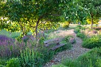 Seating area in the natural garden, Salvia, Aquilegia vulgaris 