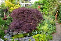 Maple with small pond, Acer palmatum Dissectum 