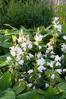 Bellflowers, Campanula latifolia Alba 