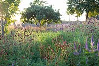 Natural garden with burnet, Sanguisorba officinalis Henk Gerritsen, Veronicastrum sibiricum Kobaltkaars 