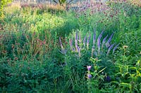 Natural garden with burnet, Sanguisorba officinalis Henk Gerritsen, Veronicastrum sibiricum Kobaltkaars 