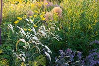 Yarrow and burnet in the natural garden, Achillea filipendulina Coronation Gold, Sanguisorba officinalis White Tanna 
