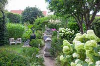 Garden with hydrangeas, Hydrangea arborescens Annabelle 