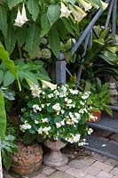 Begonia in pot, Begonia semperflorens 