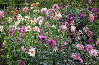 Dahlia bed in August 