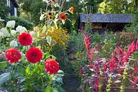 Garden with summer flowers and dahlias 