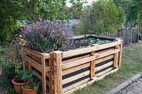Raised bed made of pallets with basil, Ocimum basilicum African Blue 