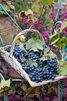 Freshly harvested grapes in a basket, Vitis vinifera Boskoop Glory 